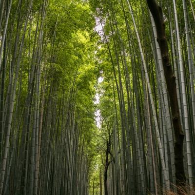 英灵幻想果盘版下载
